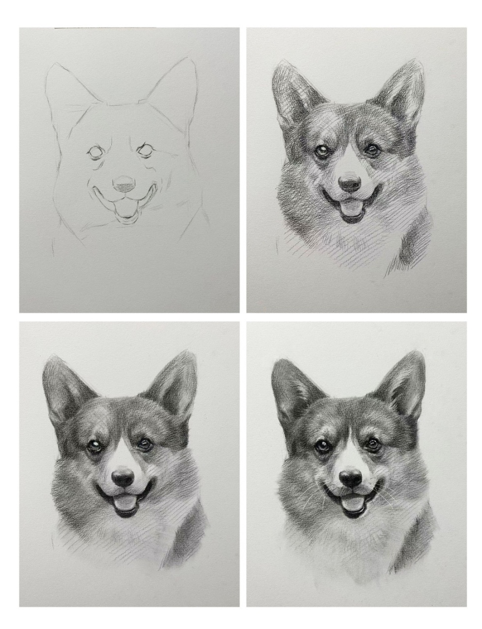 素描动物 超可爱细致狗狗 柯基 图文详解> #我的随手画# #笔记灵感