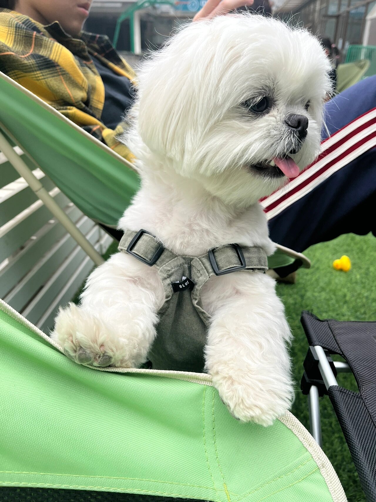 西施犬|西西这只纯白的西施老被认成小马