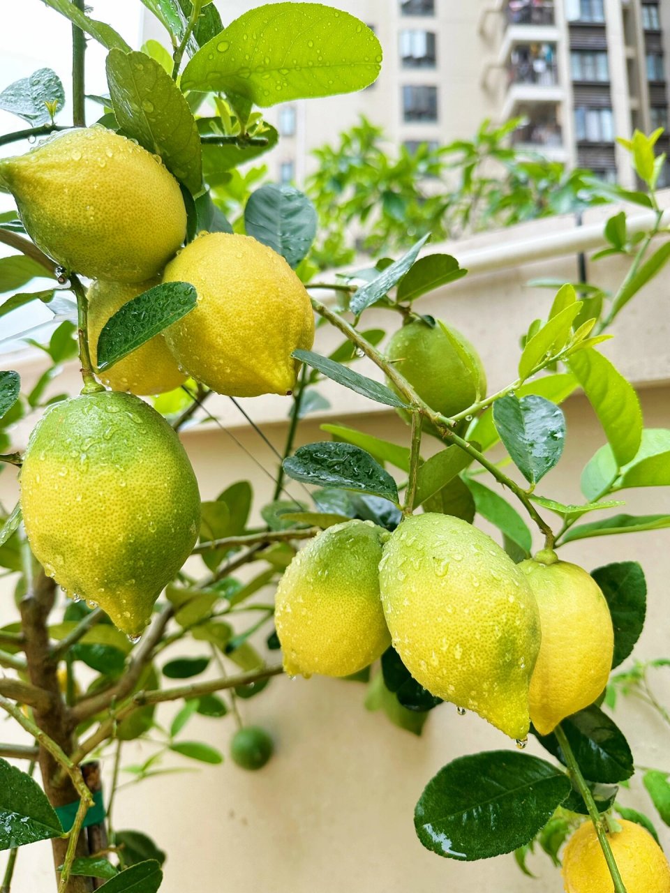 四季香水柠檬的种植过程 有关于柠檬是不是四季的,还有关于修剪后还会