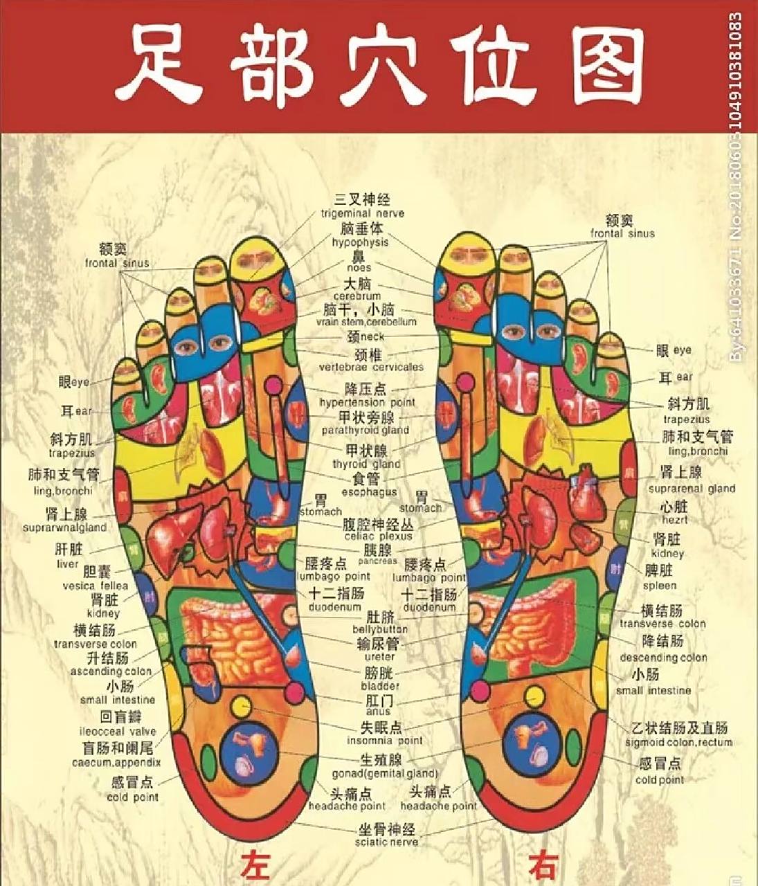 想了解人体的五脏六腑从脚底开始