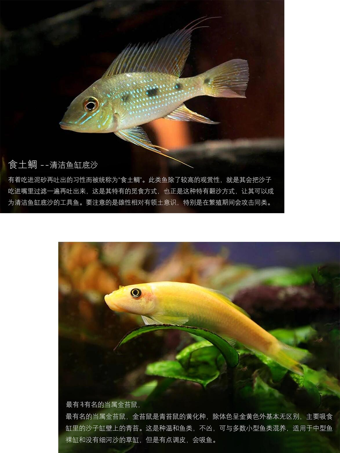 鱼缸除藻工具鱼,你选对了没!