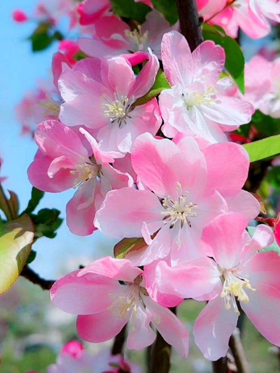 海棠花 天气好,心情好,身体好,感觉一切都很美好,愿你一样更比一样好