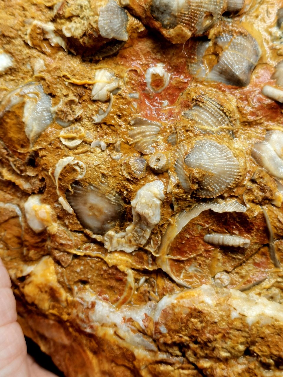 古生物化石 大群板玉化无洞贝 78 超大块大摆件 非常不错 有轻微色差