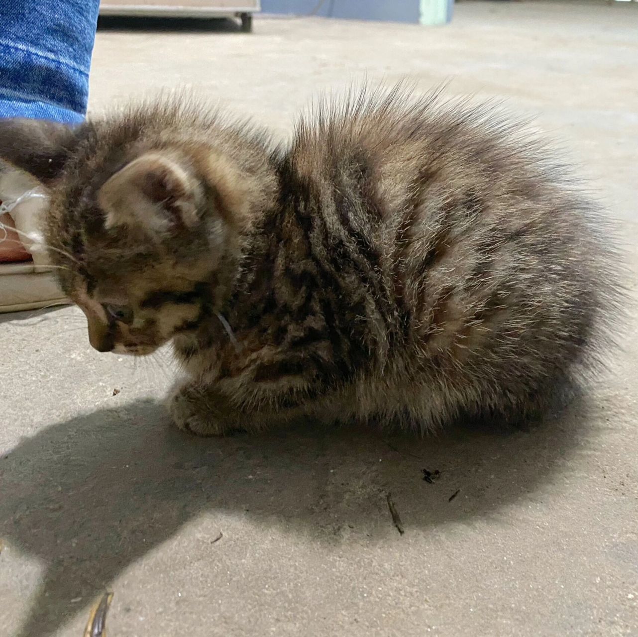 提问:有一只炸毛的猫应该取什么名字04 小小一只太可爱了吧 属于