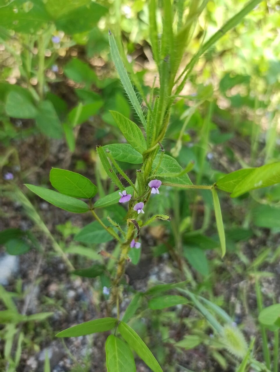 别名:野大豆,野黄豆,山黄豆 劳豆花很小,紫色,茎纤细,荚果比黄豆荚小