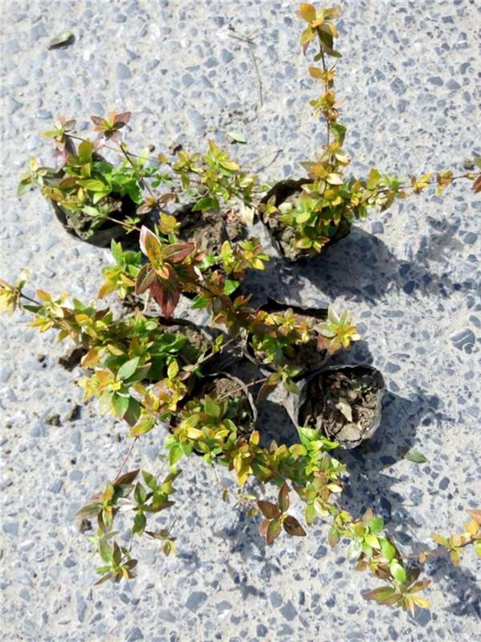 大花六道木,是一种非常常见的盆栽植物,它的外形优美,观赏效果突出