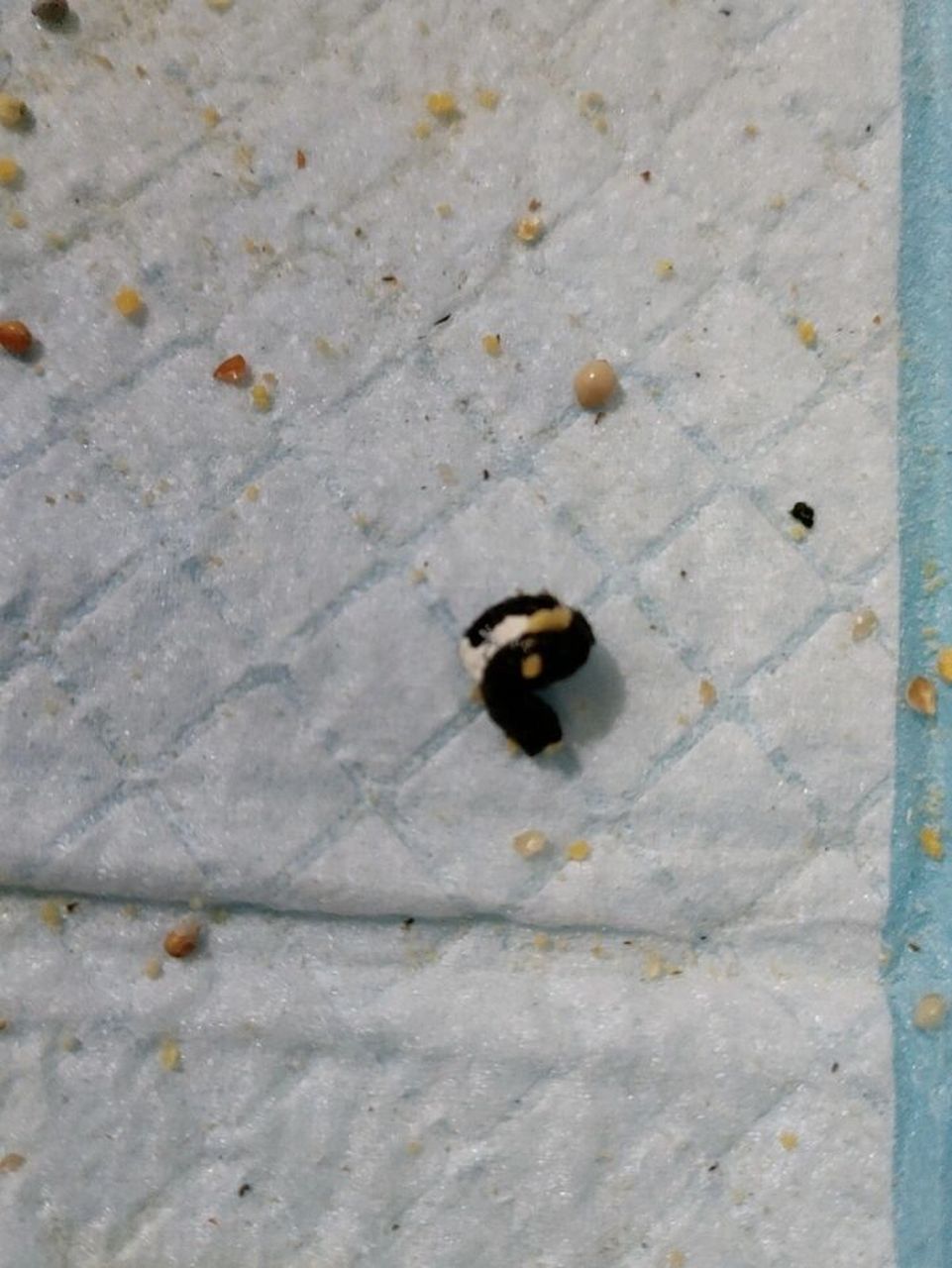 救命啊刚满月的小鹦鹉拉黑便是什么原因! 如题!