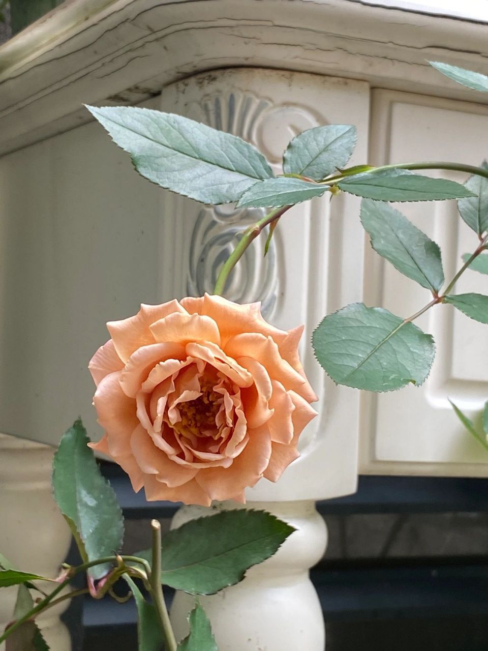 漂亮着装月季|这么复古的色调谁能不爱 超级爱了这个复古色 花朵也是