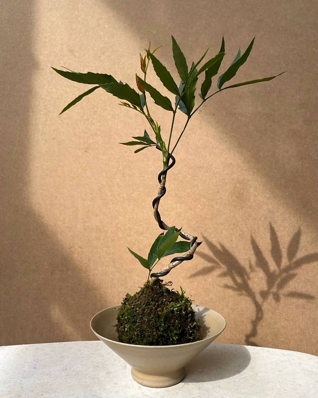 早春植物图鉴|中药观赏盆栽|十大功劳 十大功劳叶形奇特,典雅美观