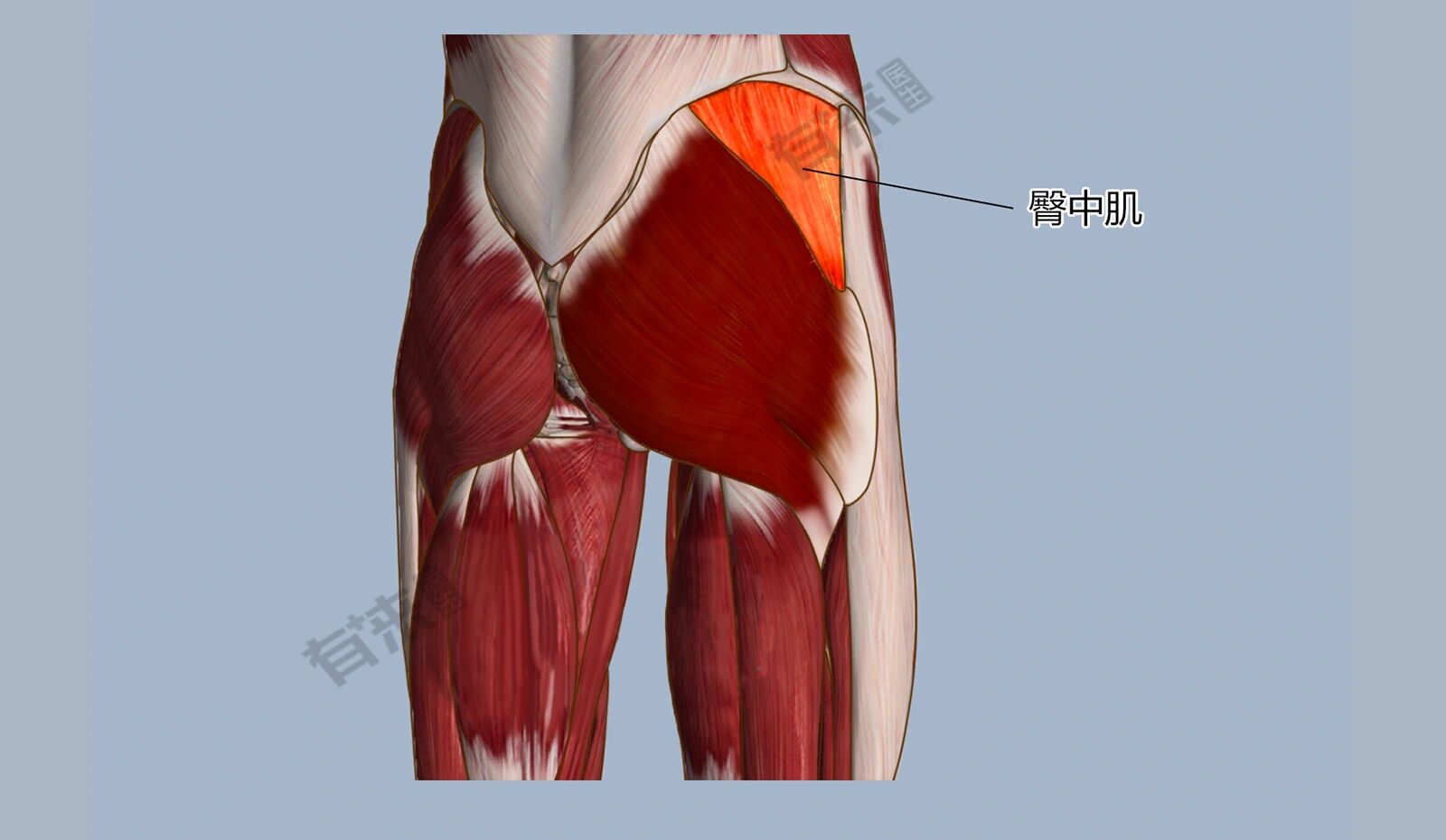 瑜伽/普拉提/运动与解刨/臀中肌  位置 臀中肌位于臀部