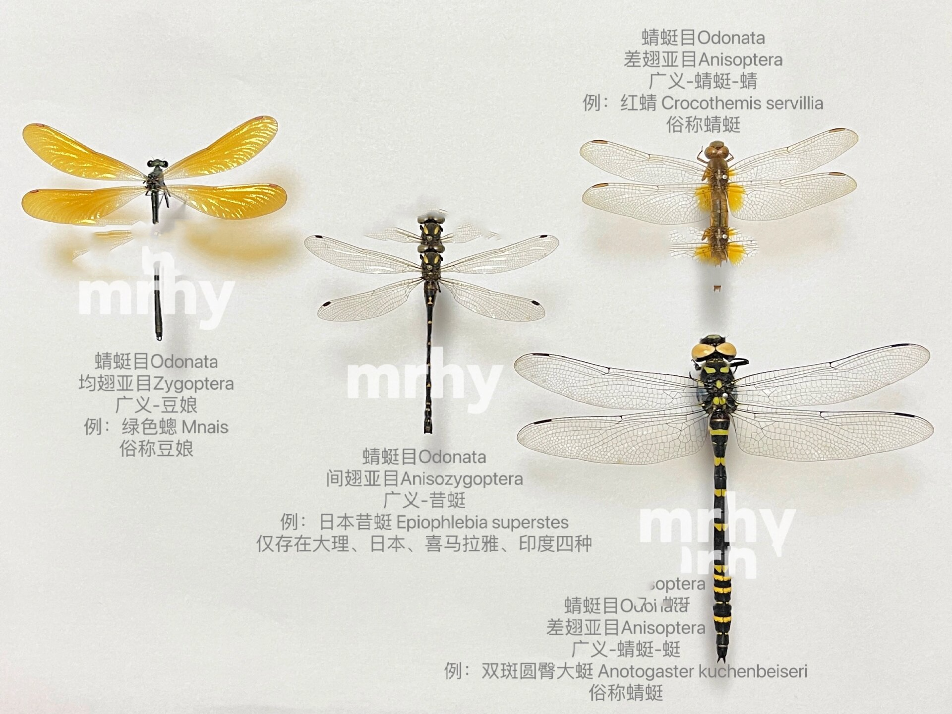 蜻蜓目odonata-分类入门