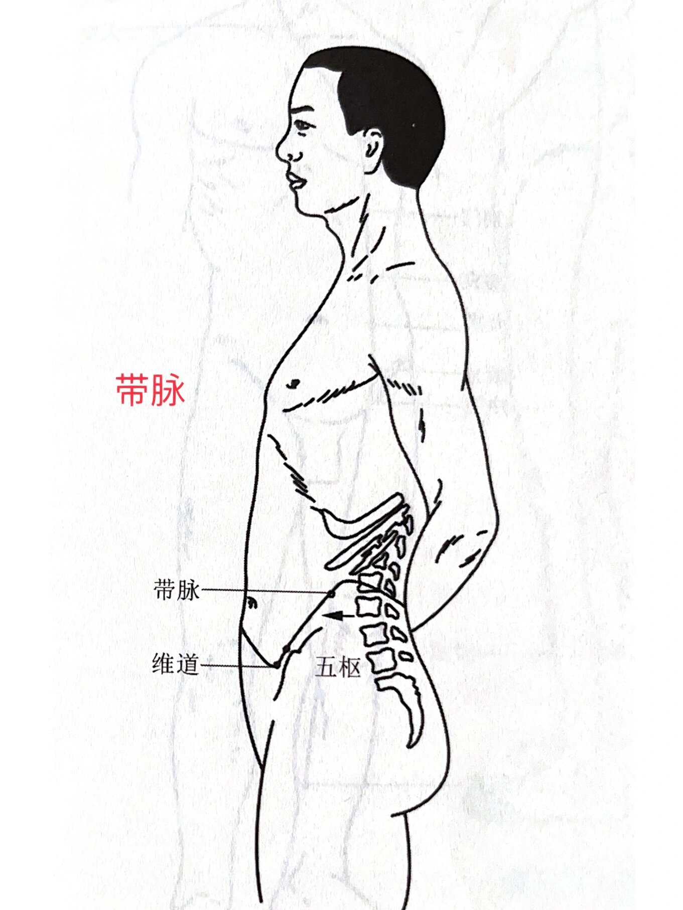 奇经八脉之——带脉 97带脉的循行部位—— 起于季胁,斜向下行到