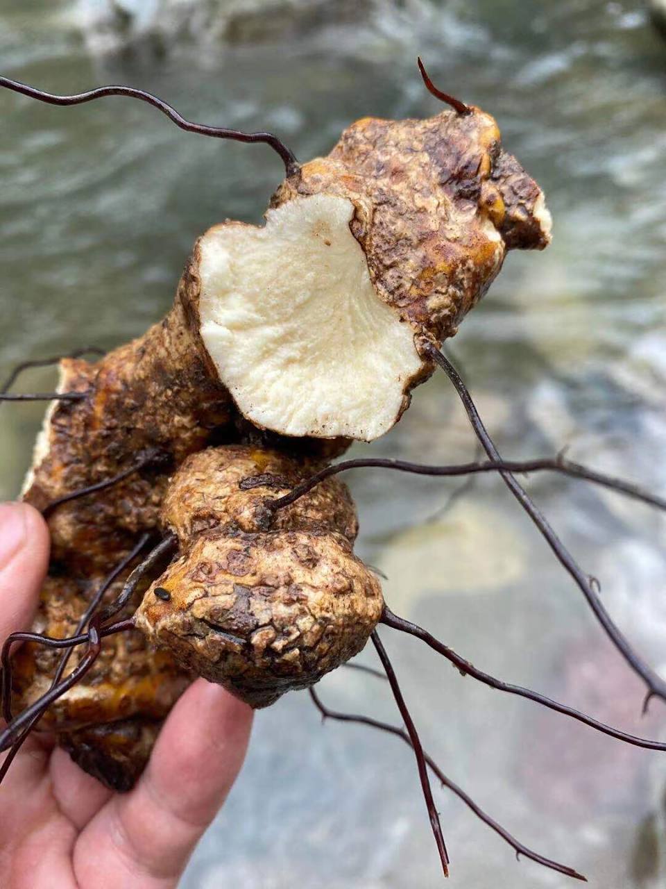 图二,是新鲜状态切开的肉质,这也是古时它被称为白玉土茯苓的由来.