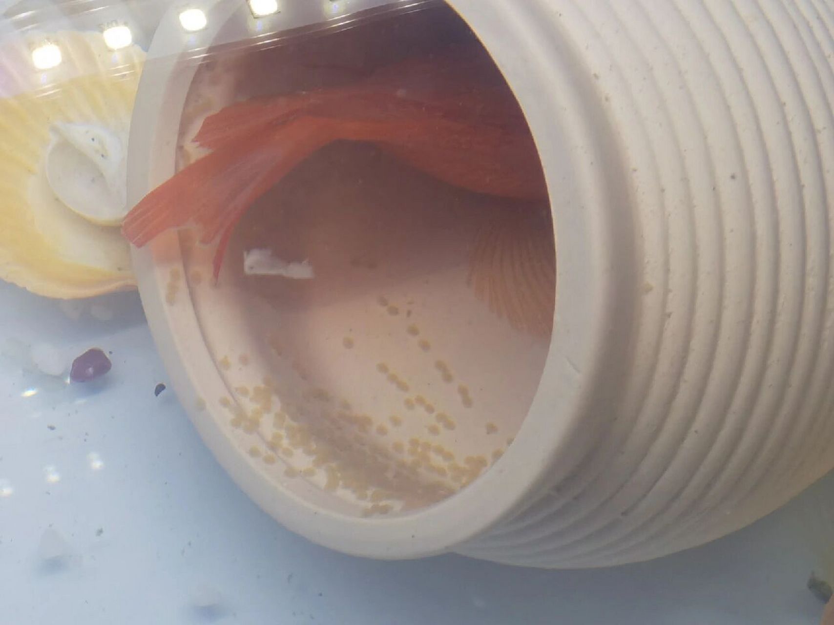 鹦鹉鱼产卵了,要怎么处理?