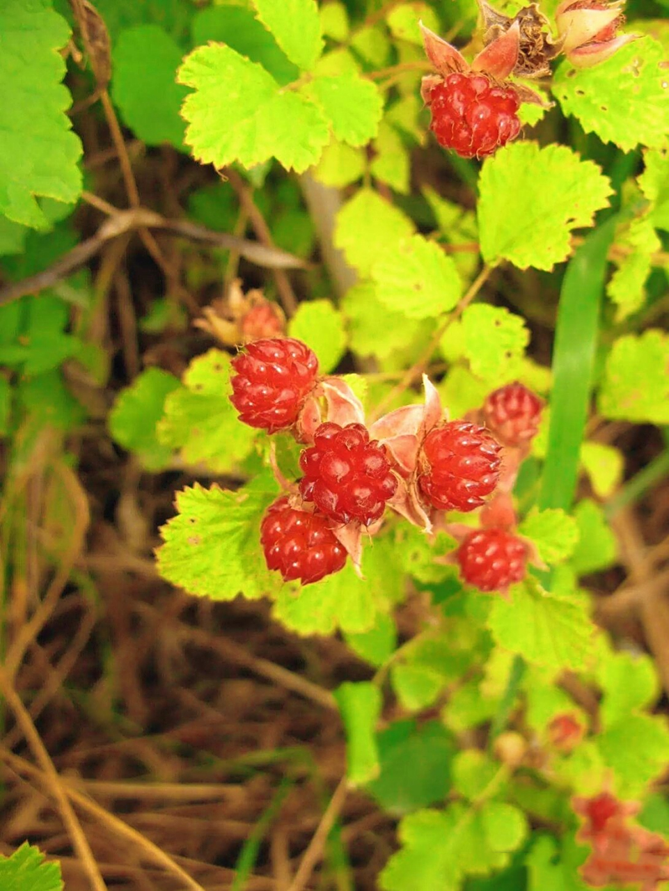 岭南草药坊 第十六期【蛇泡簕】 岭南草药坊 第十六期 【蛇泡簕】