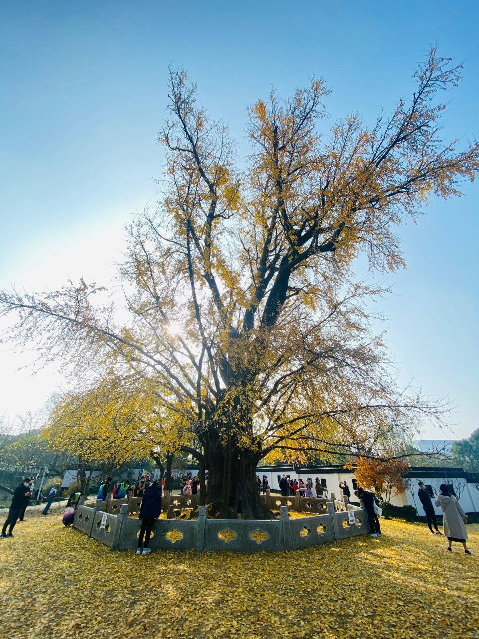 秋天去嘉定古树公园看银杏满地 超大一棵,上海0001号古银杏.