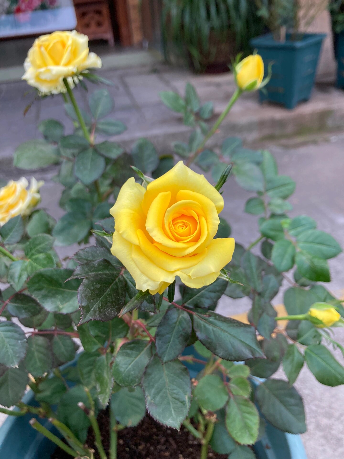 苏格兰黄油月季