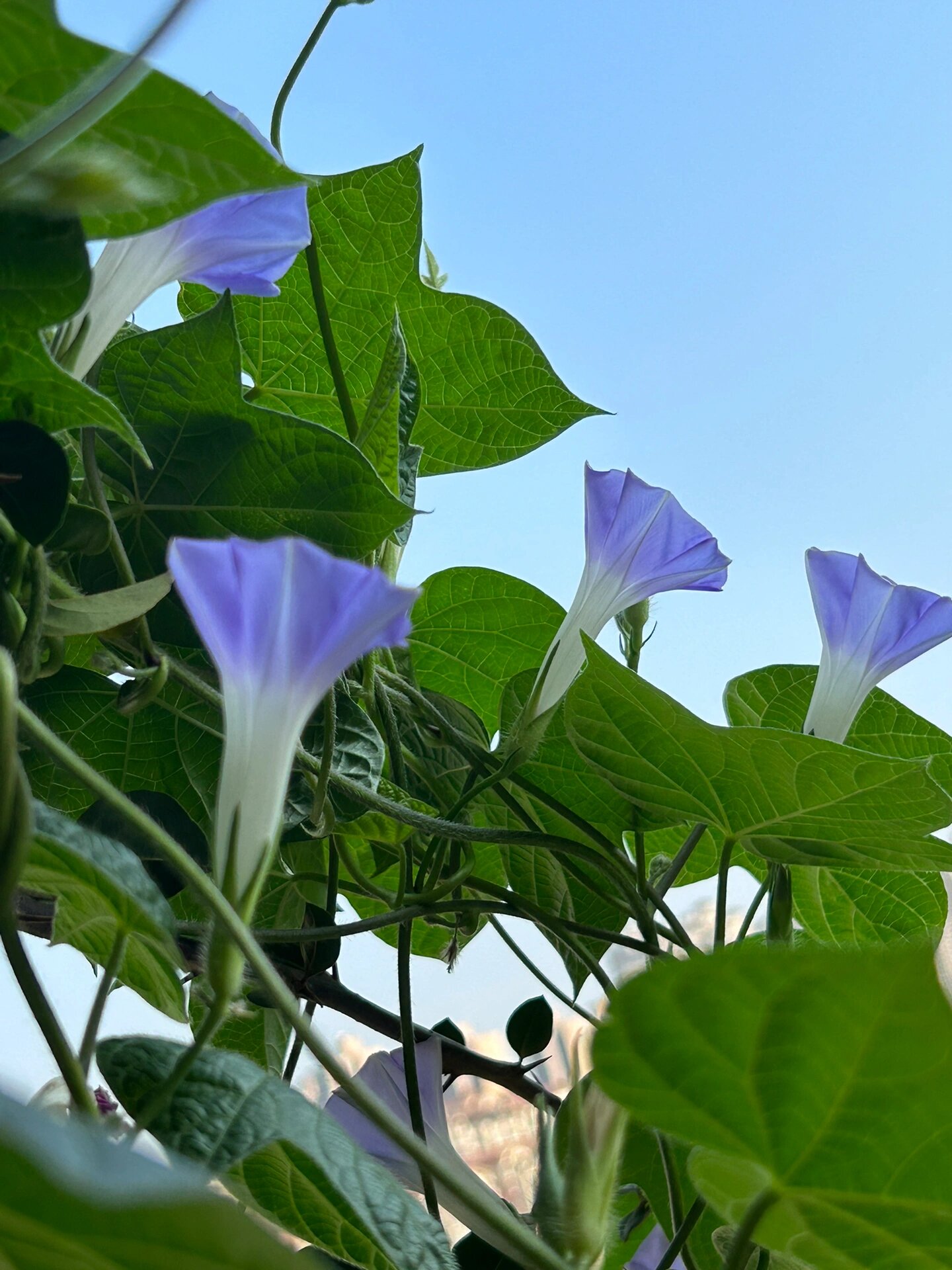 花期虽短图片