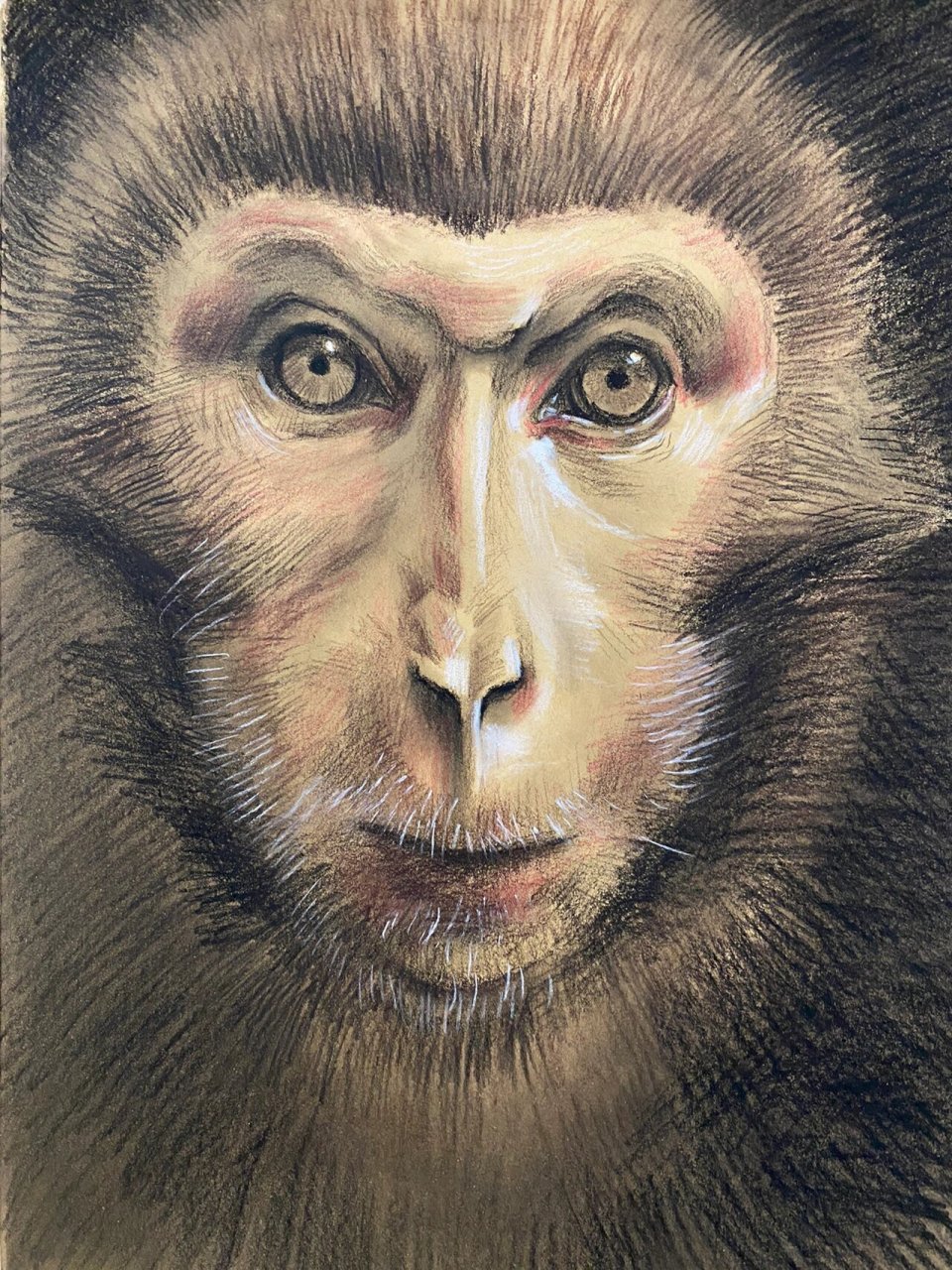 素描动物100《孙猴子的脸》 工具:300克牛皮卡纸,中,软碳笔,彩色铅笔