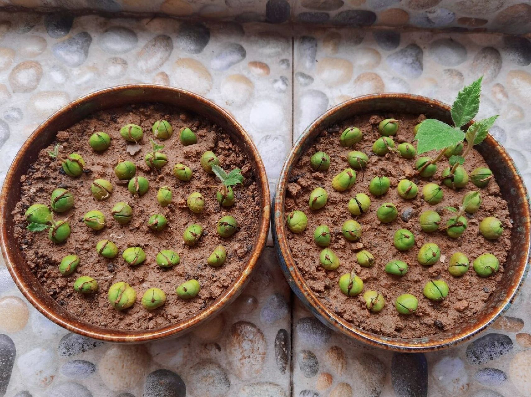 枇杷籽发芽啦97 同一天种下的枇杷籽,快的已经长成小树苗,慢的还才