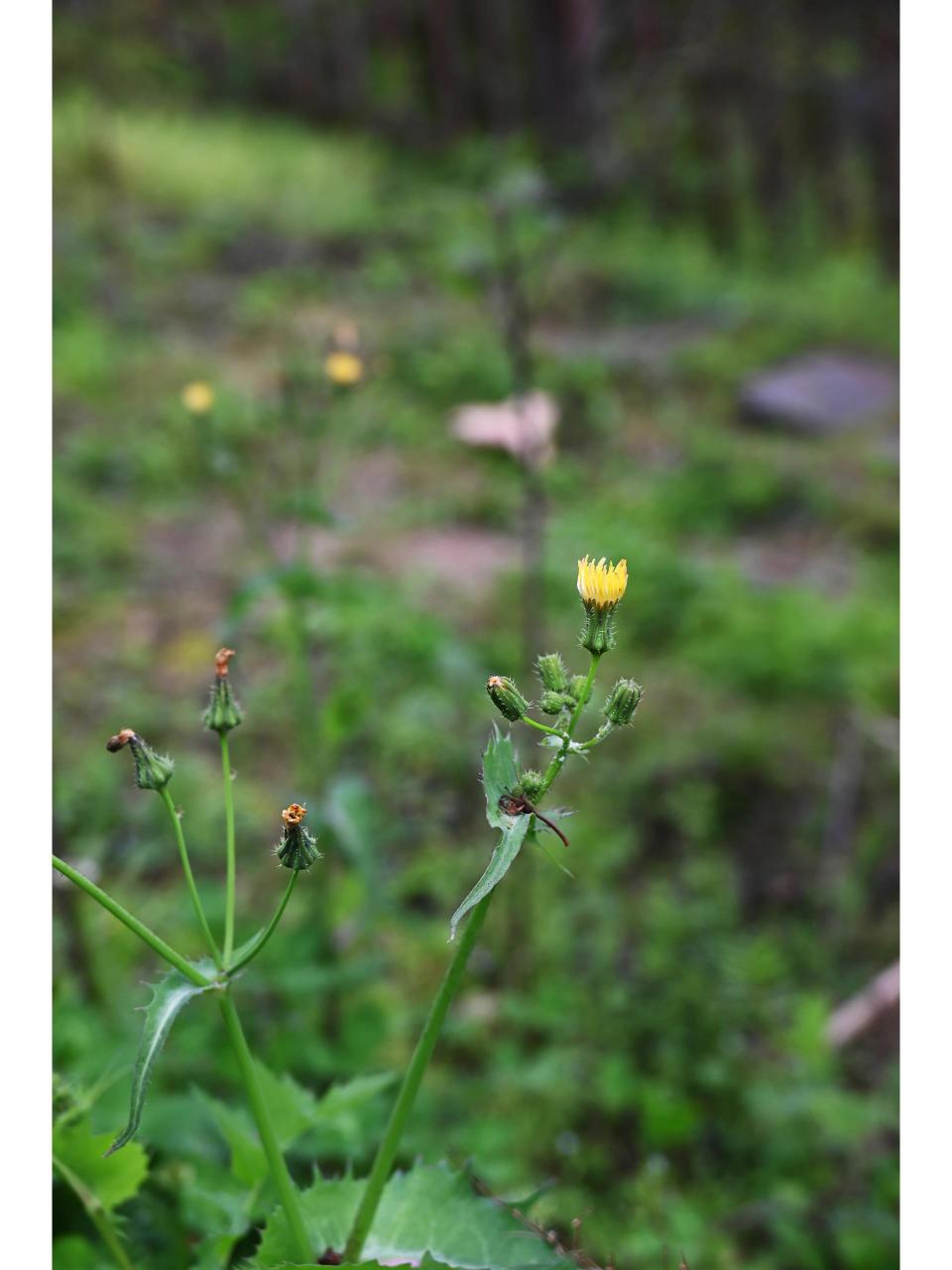 一种野菜,可食. 宋朝王之望有诗云:"朝来食指动,苦菜入春盘.