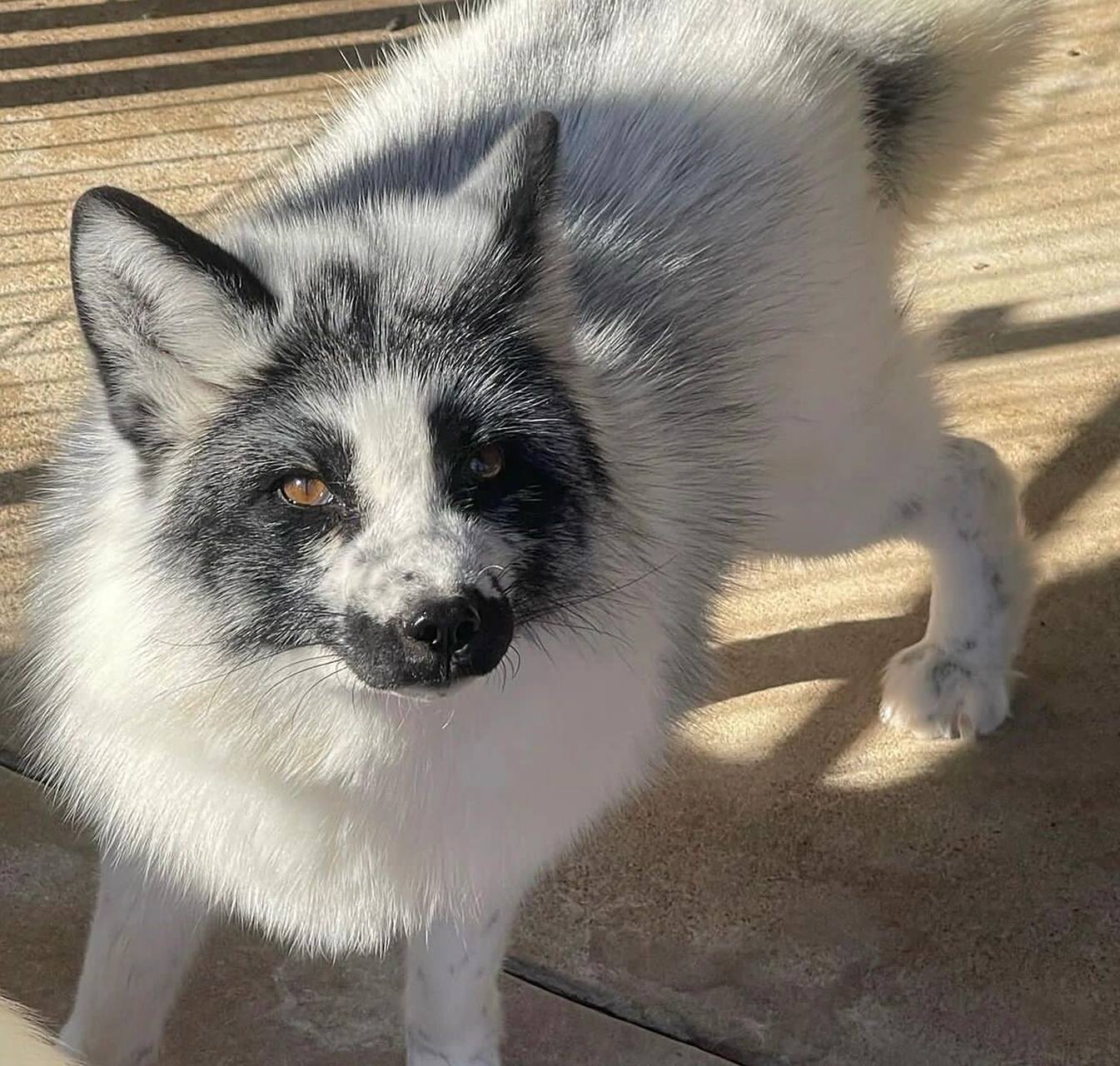 【熊猫狐】 熊猫狐(这个名字最早是国内"上海异宠"起的) 又叫大理石狐