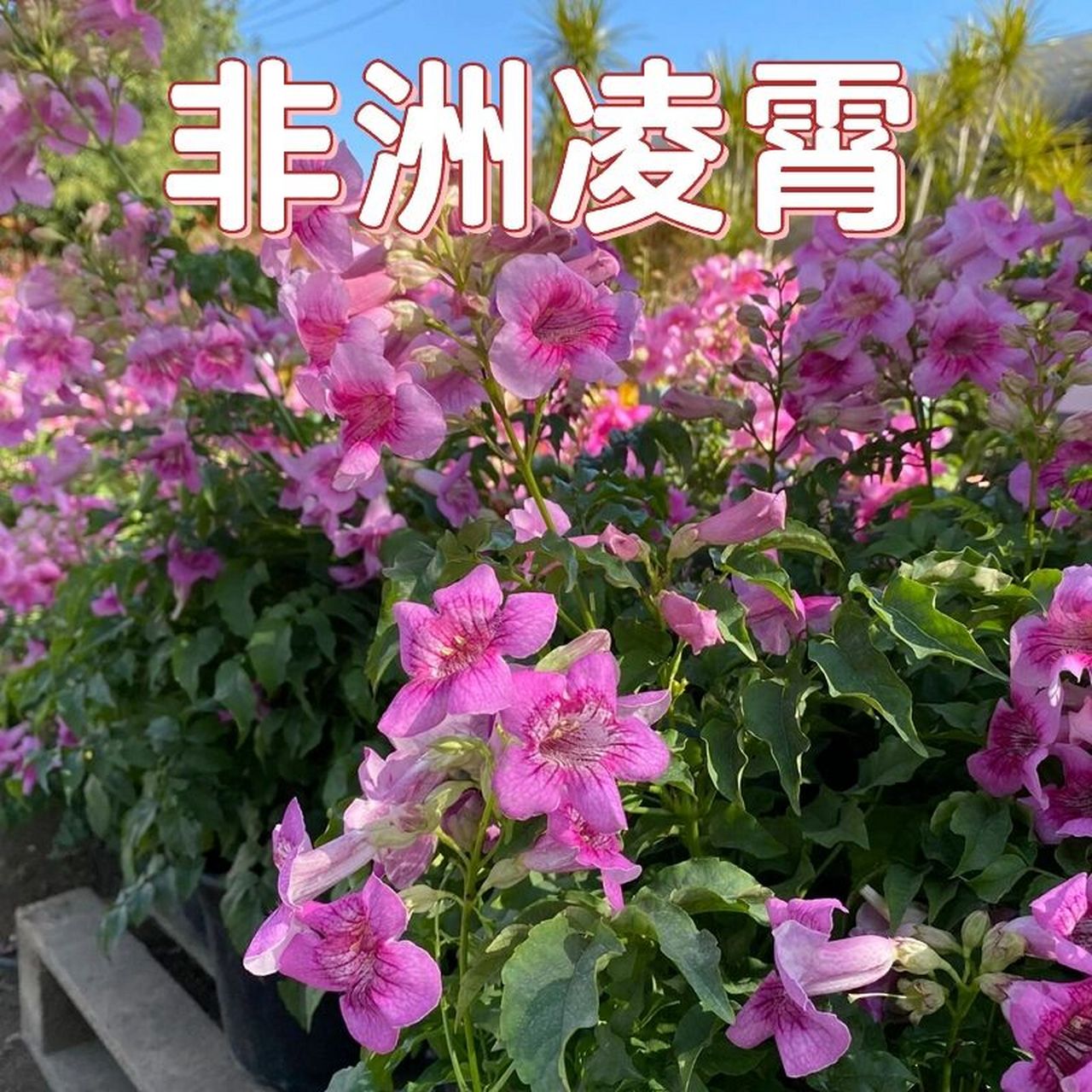 花境植物第174弹——非洲凌霄 粉色凌霄花属于非洲凌霄花品种,它圆锥