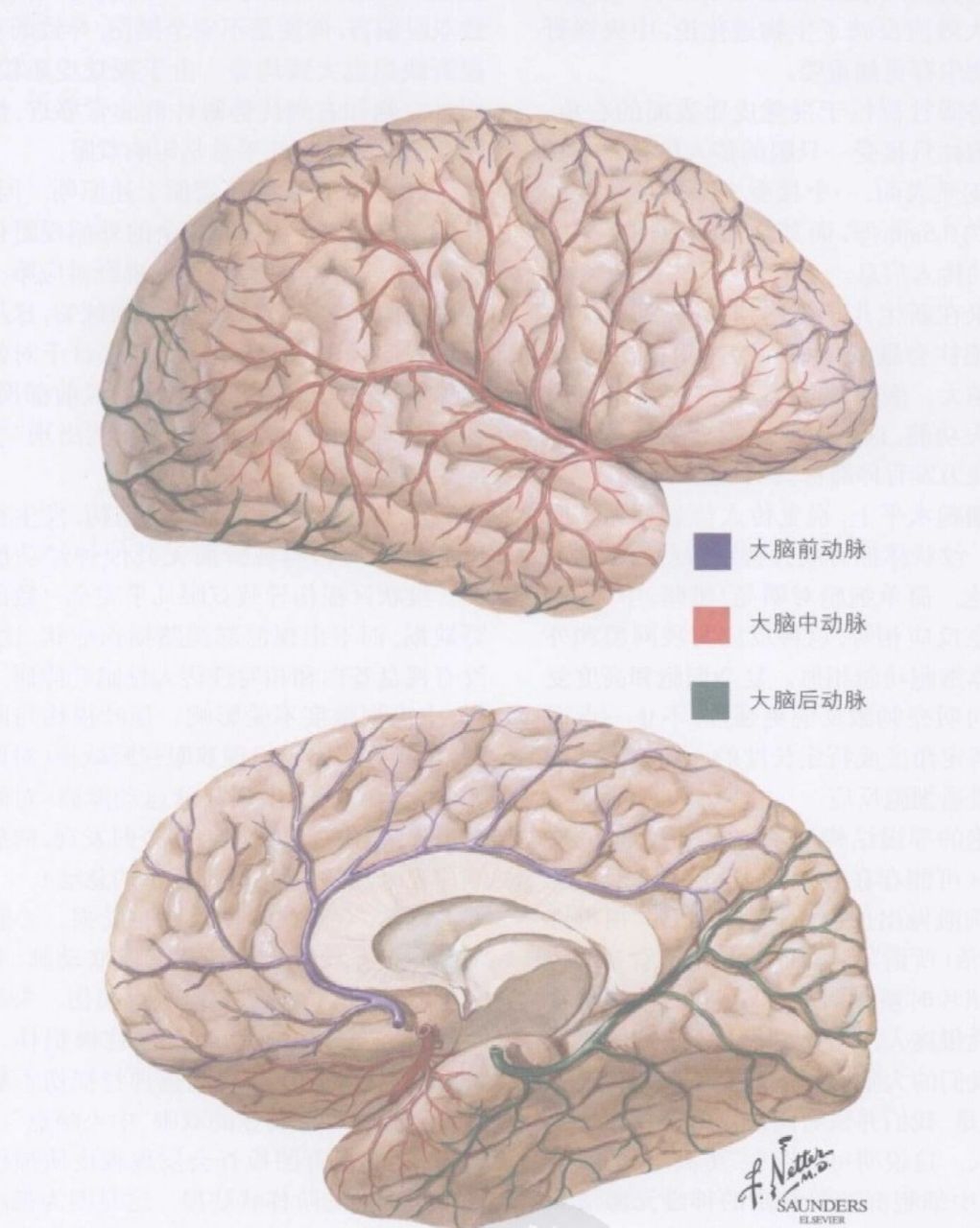 大脑动脉环血管图图片