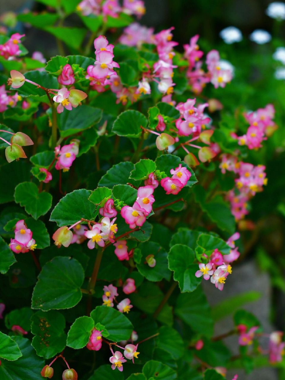 玻璃海棠,好养到爆的草花 只要不缺水,基本就是随时开花