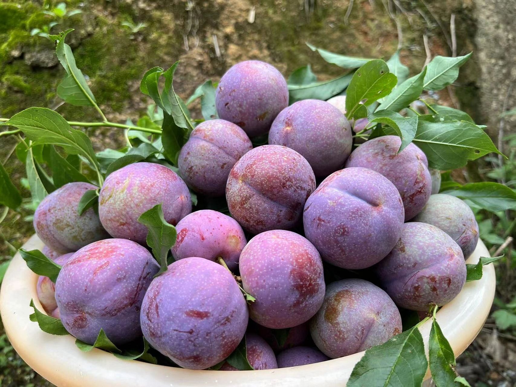 你不知道的三华李的功效 三华李,是广东地区最誉盛名