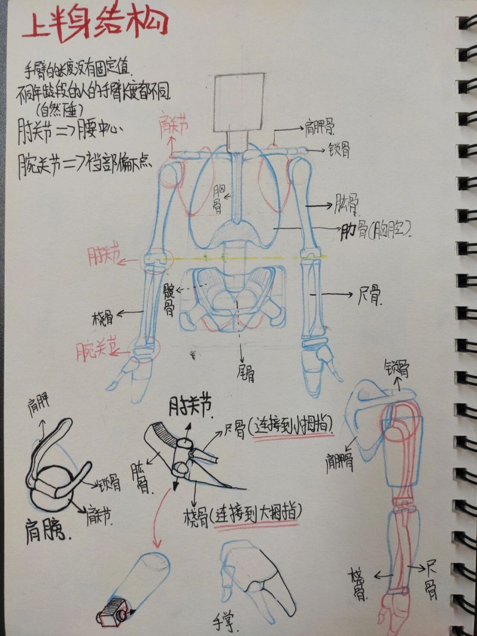 人体半身模型图解名称图片