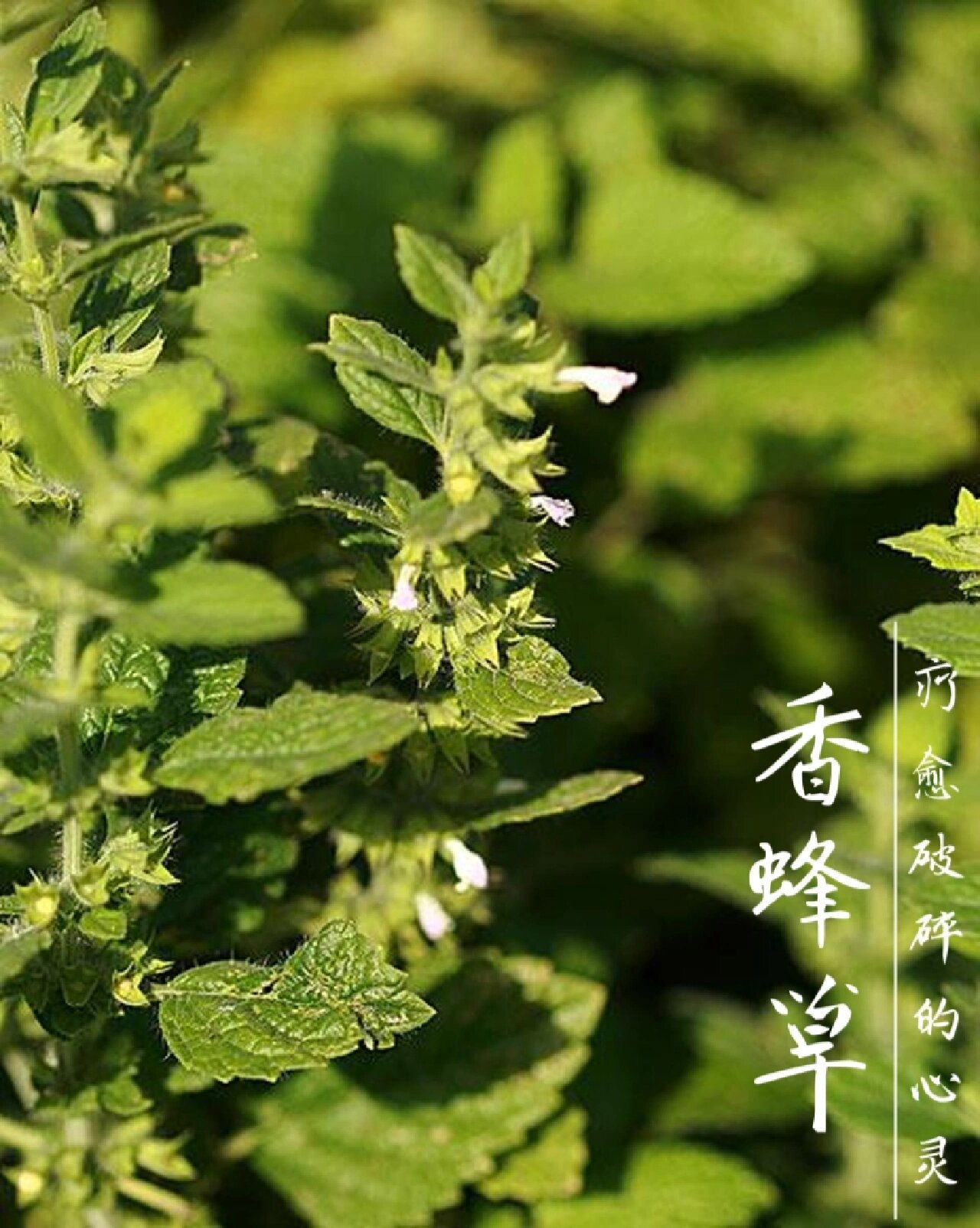 —香蜂草 中文别名:蜜蜂草,柠檬香脂草 拉丁学名