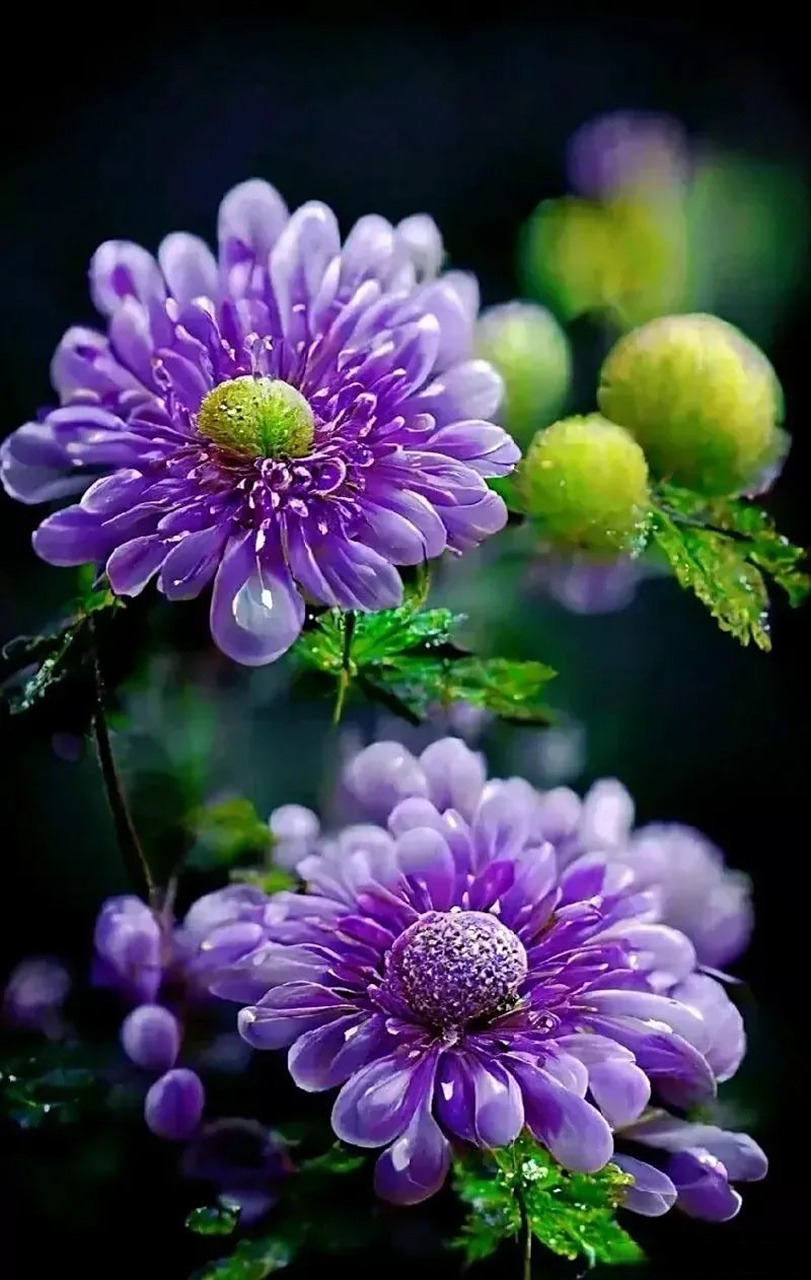 这花也太美了吧  紫色水晶花,靓到爆镜,实在太罕见了,让人大开眼界!