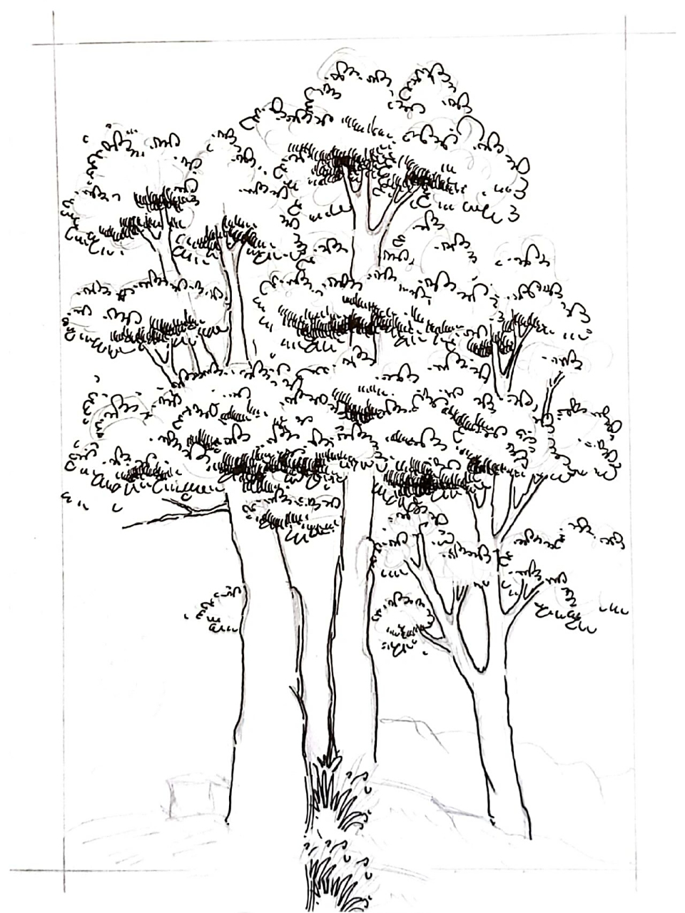 速写/树/风景速写/内附过程图 画一棵树叭!