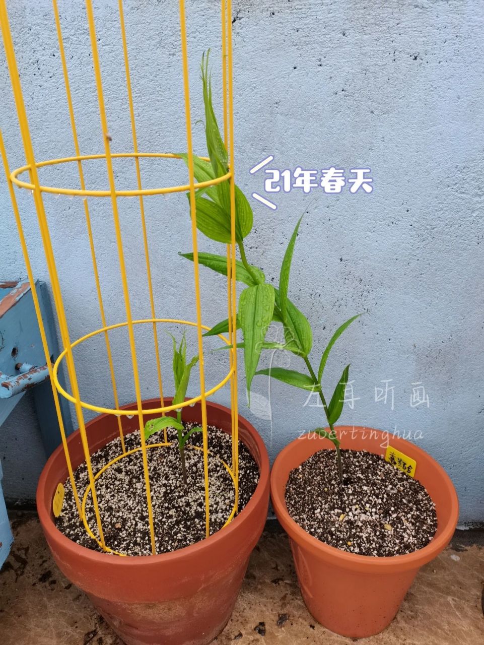 鲜花小镇嘉兰百合种子图片