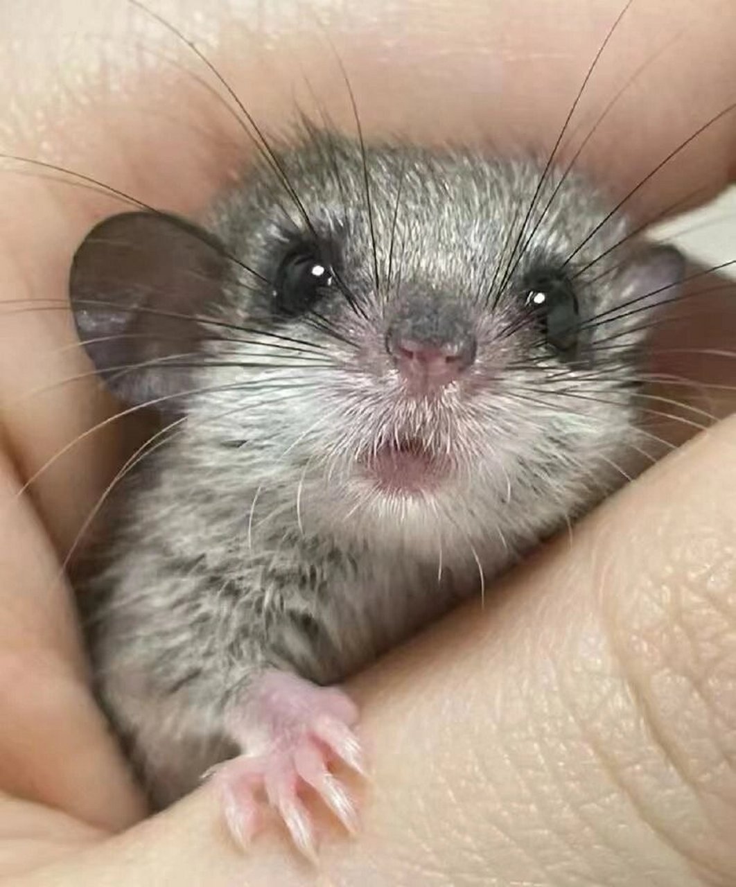 睡鼠也是冬眠时间最长的动物之一,它们的尾巴与身体差不多长.