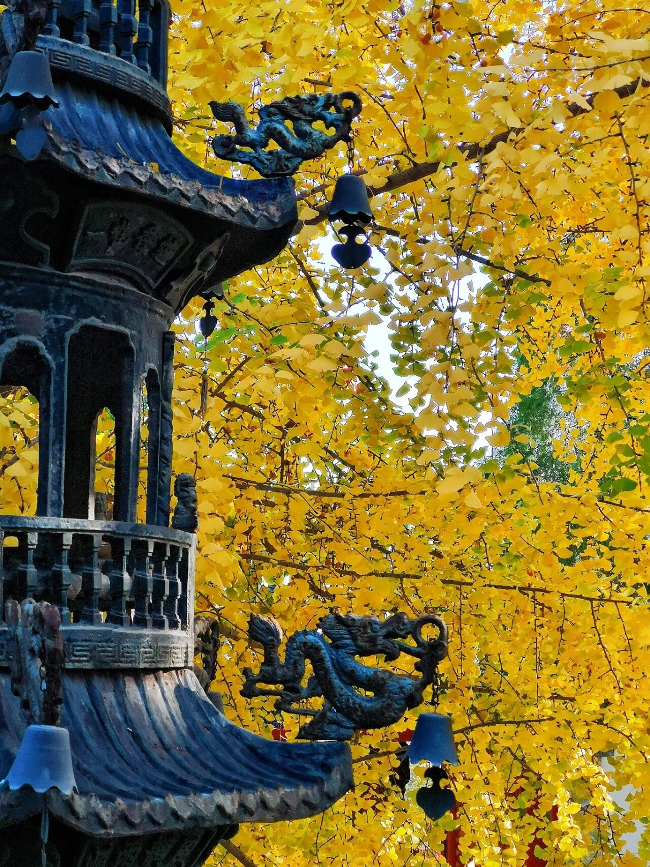 万岁!北京秋天 昌平和平寺千年古银杏