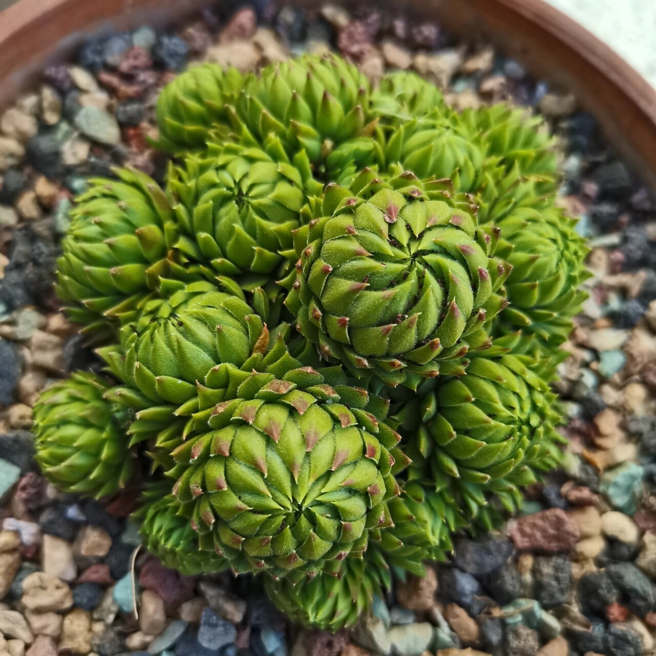 秋天入手的第一颗多肉 复活节彩蛋,希望活的久一点