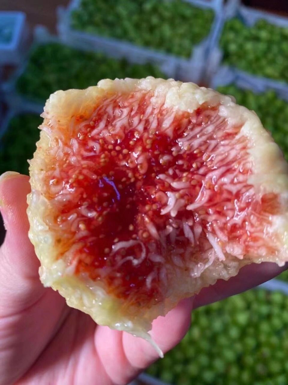 你们那里正宗的威海无花果多少钱一斤 坐标青岛,正宗威海无花果65元3