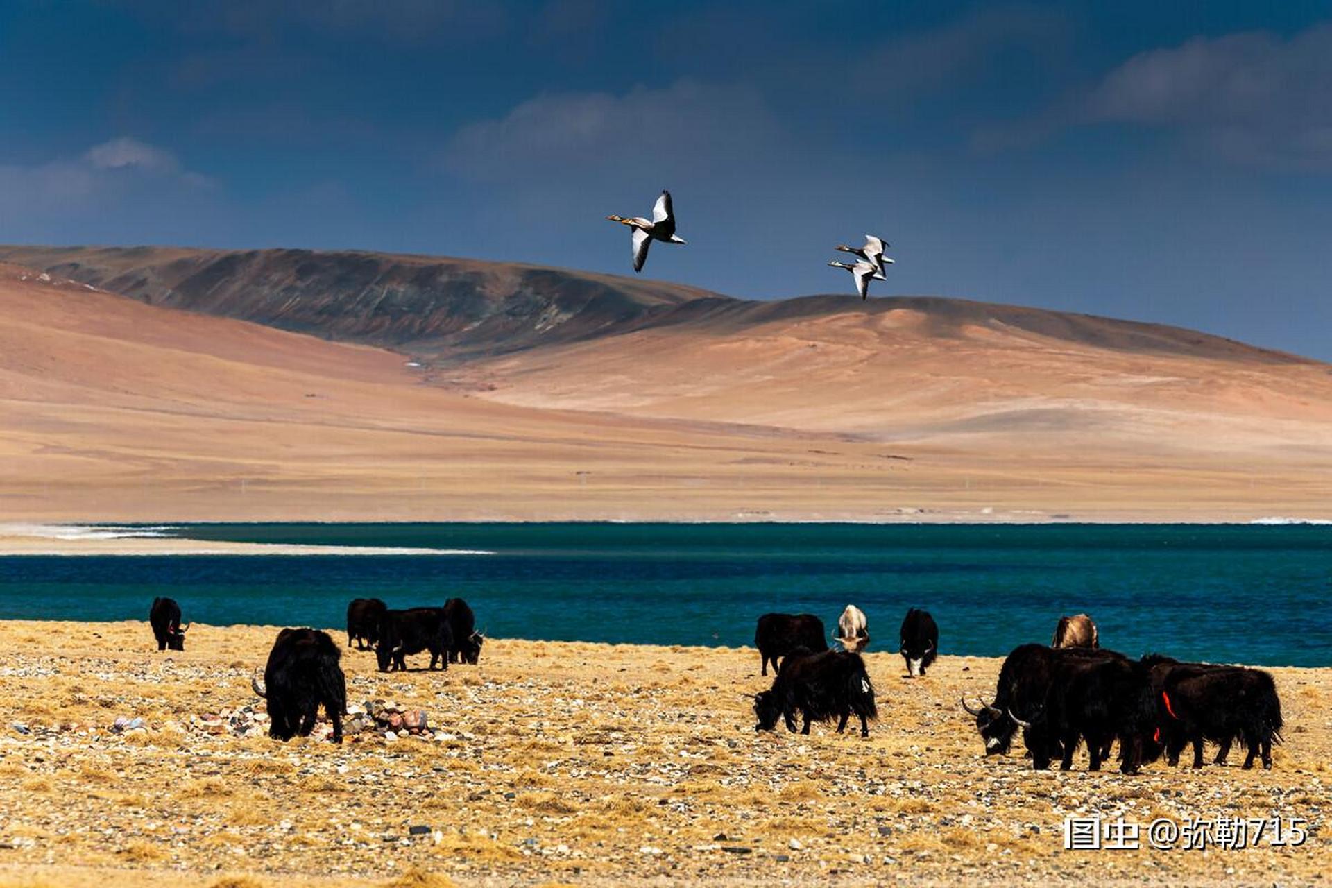 蓬措位于西藏那曲班戈县,就在317国道旁的北边,湖面海拔4500米左右