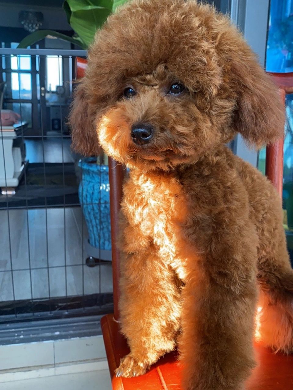 泰迪爆毛期是几个月开始?