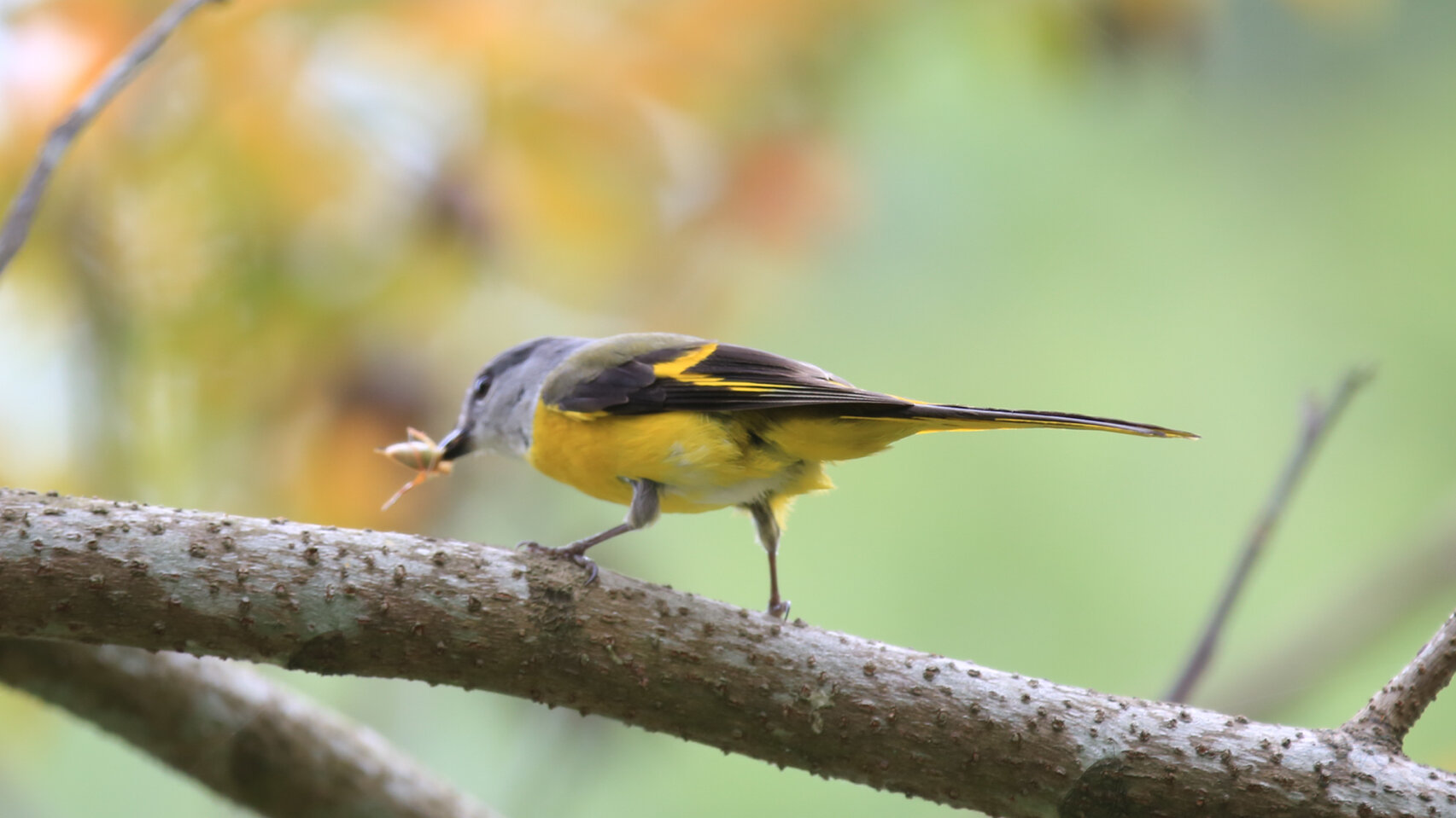 雄鸟头部和背亮黑色,腰,尾上覆羽和下体朱红色,翅黑色具一大一小的两