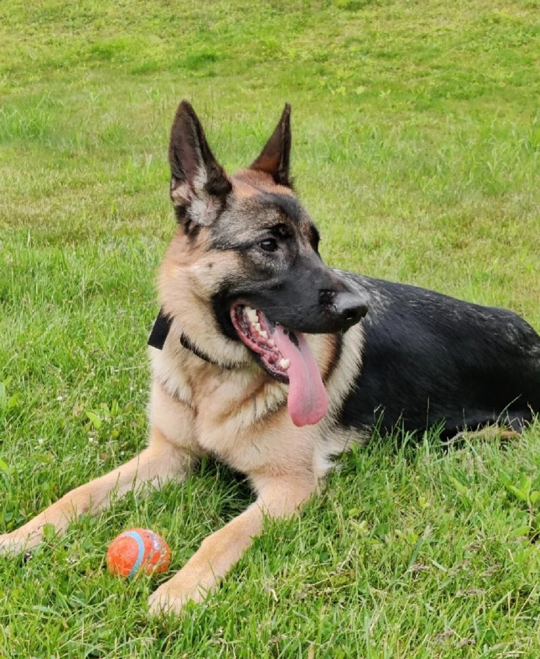 免费领养纯种德牧牧羊犬,带证书 纯种德牧幼犬赛级黑背德国牧羊犬,带