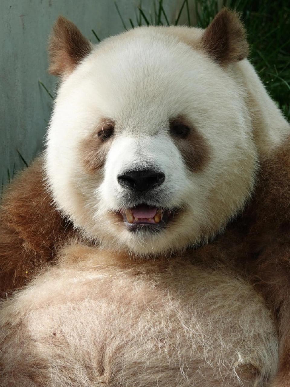 每次看大熊猫七仔都想笑 又胖又憨,还是棕色的,真的太搞笑太萌了!