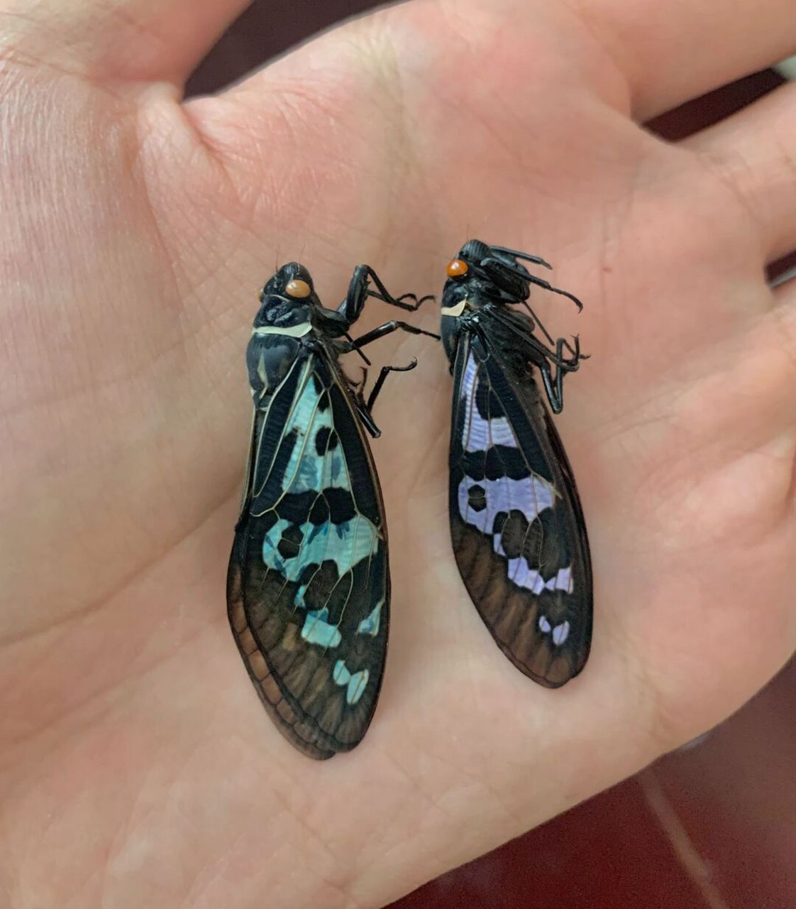 彩色知了～ 又到了景洪彩蝉出现的季节,收到只少见的紫色[期待]#昆虫