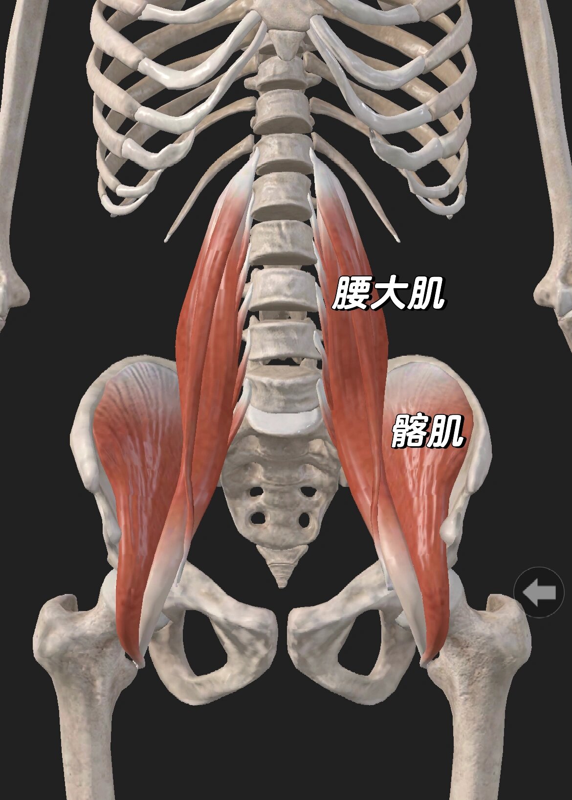 髂前下棘肌肉图片