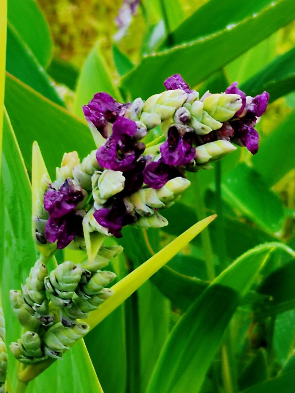 生如夏花—再力花 90别名水竹芋,水莲蕉,塔利亚,再力花主要生长于