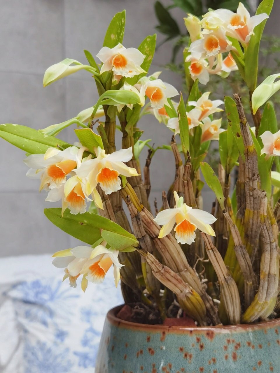 橘子味的黑毛石斛 石斛杆上有细小黑色绒毛而得名,名字虽然有点不好听