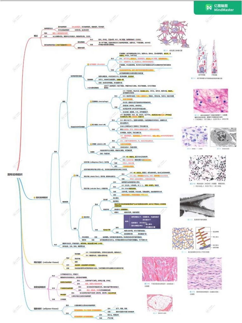 结缔组织知识思维导图图片