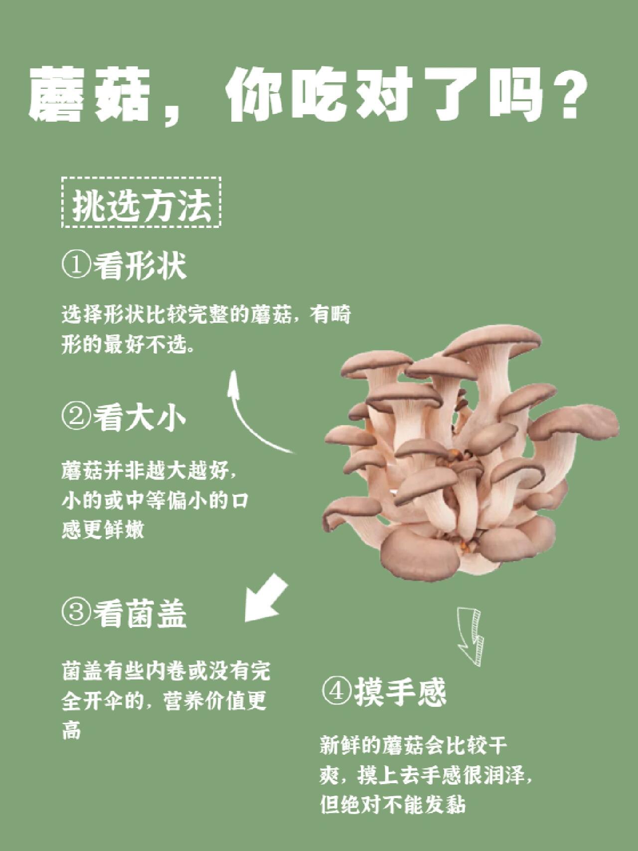 四孢蘑菇图片